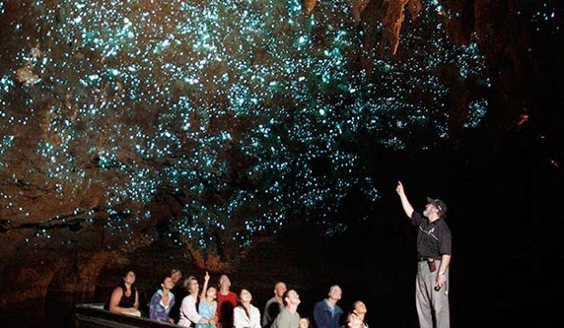 WAITOMO GLOWWORM CAVES, Wondrous cave in New Zealand radiates natural lights Waitomo-Glowworm-2