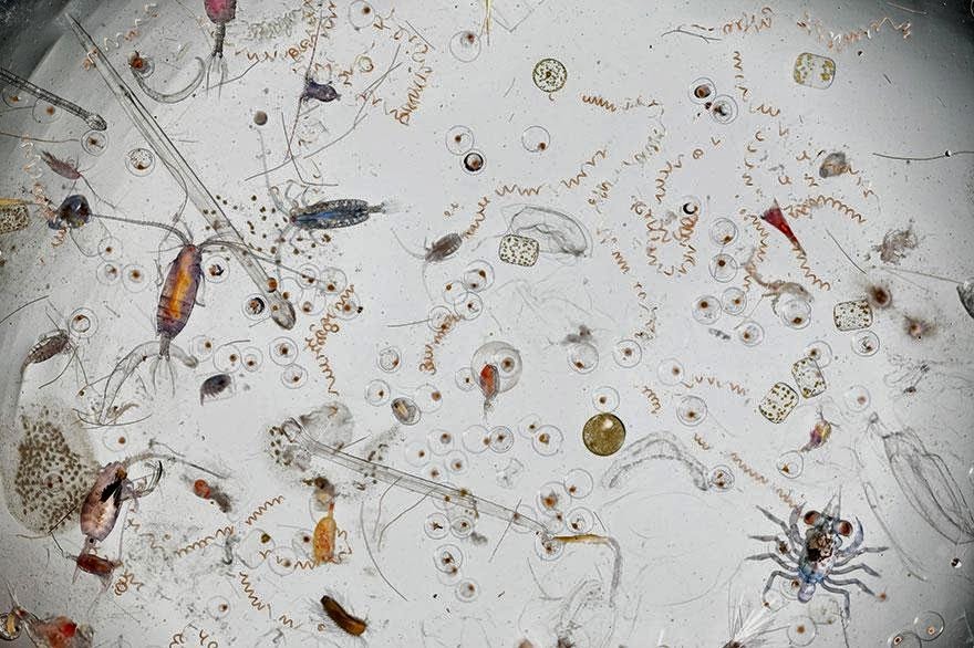 Una gota de mar vista en microscopio | te horrorizará!. Una-gota-de-mar-vista-en-microscopio-te-horrorizara