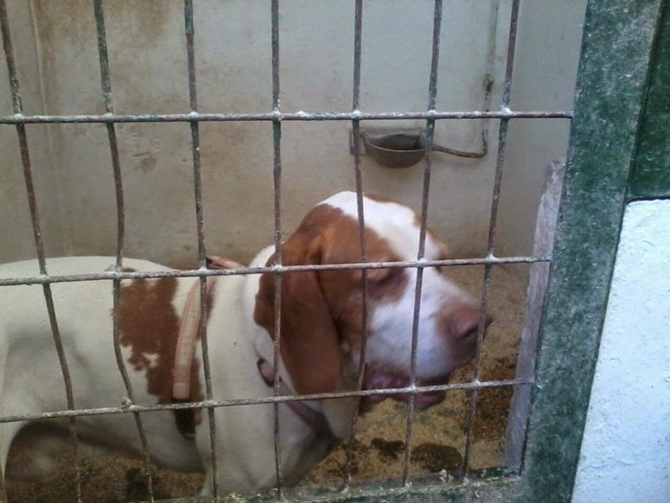 *ADOPTADO!!! PANCHO (2008 aprox.), bretón en la perrera de Hellin (Albacete) (PE) 10411013_1622727801287999_8140361441242498406_n