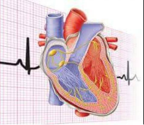 طريقة قياس معدل دقات القلب 12341594_1651543165114902_5144215934945944888_n