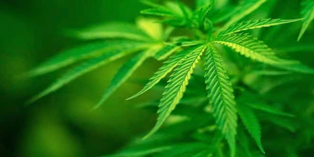 Hemp Repairs Damaged DNA  Marijuana-Leaf