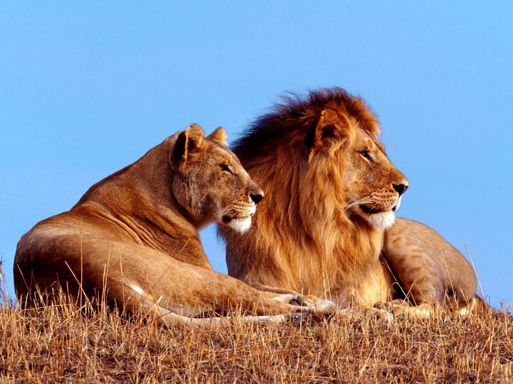 Enciclopedia animal africana de Gatumela ¡Todo sobre la fauna de África! Pareja_de_leones-1024x768-779403