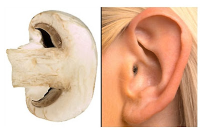 ΤΑ ΓΙΑΤΡΙΚΑ ΤΗΣ ΦΥΣΗΣ Mushroom-Ear