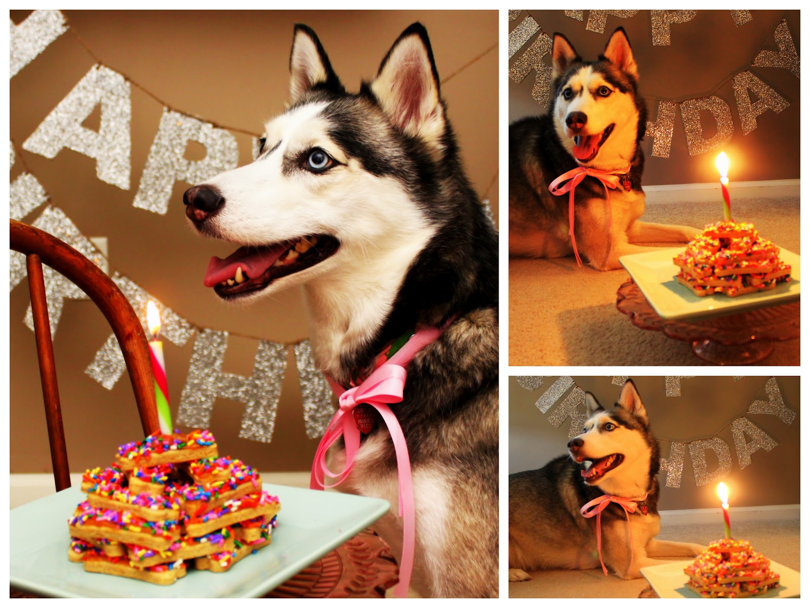 Happy Birthday, Akoya Uchiha! Siberian_husky_birthday