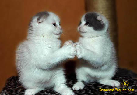 cute×cute Cute-white-kittens-playing-img116