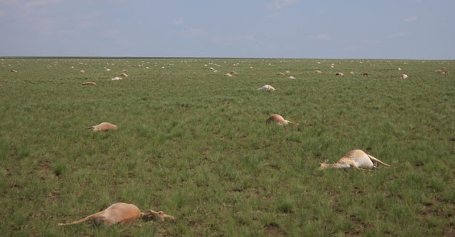 Kazakhstan: La mort mystérieuse de 120.000 antilopes saïgas en deux semaines inquiète les scientifiques Kazakhstan2