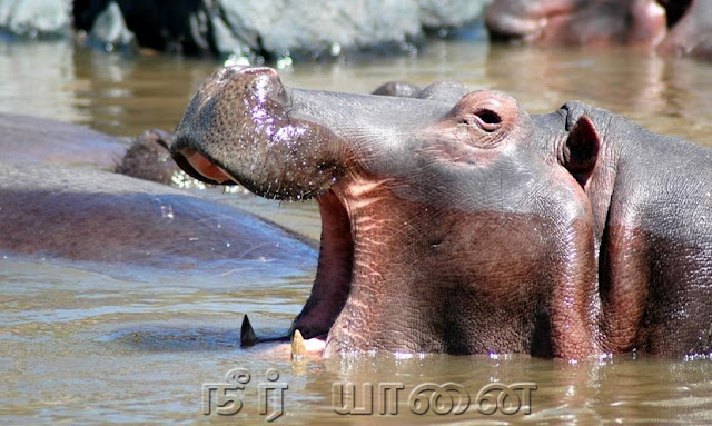 நீர் யானையை நேரில் பார்த்திருக்கிறீர்களா? Hippopotamus_5