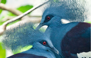 الحمامة الزرقاء المتوّجة Crowned_Pigeon04