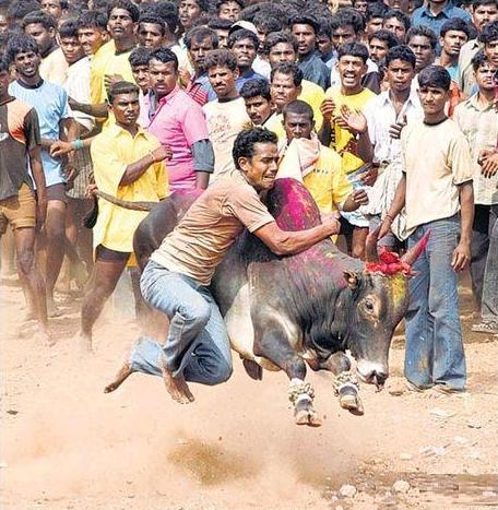 ஜல்லிக்கட்டு காளையை அடக்க முடியுமா? வாங்க  Jallikkattu%2B-%2BAwesome%2BPhotos%2B%25283%2529