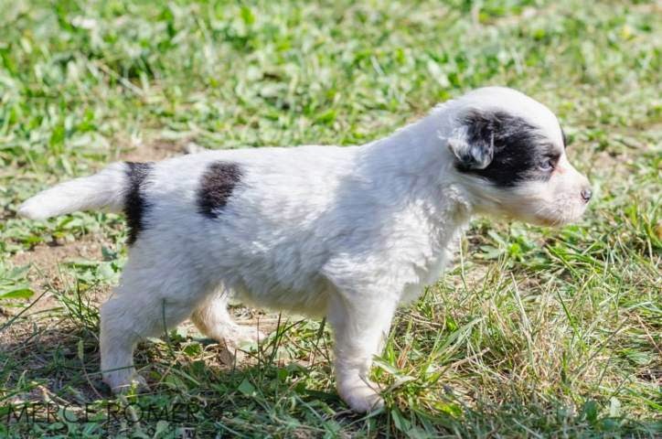 7 cachorros cruce de border collie en Girona (PE) 1234167_886301578061572_1820294166959184172_n%2B(FILEminimizer)