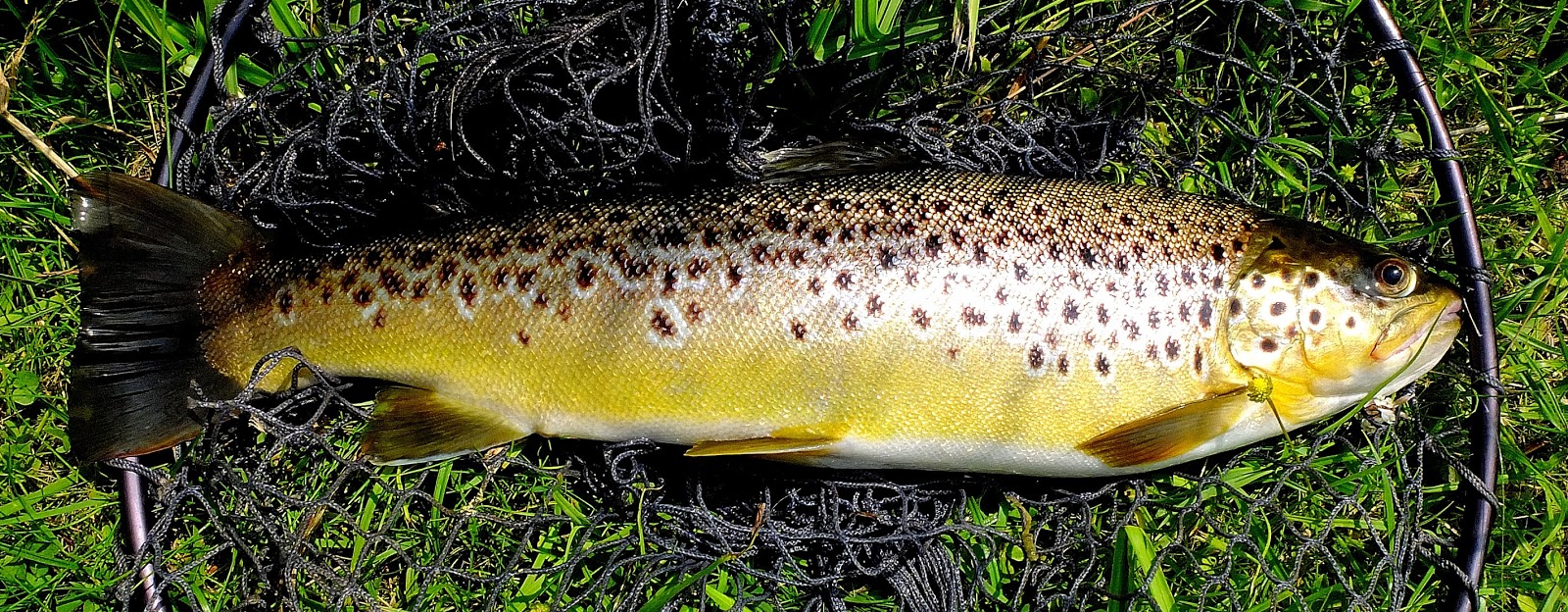 Potočna pastrva (Salmo trutta m. fario) DSCF1638