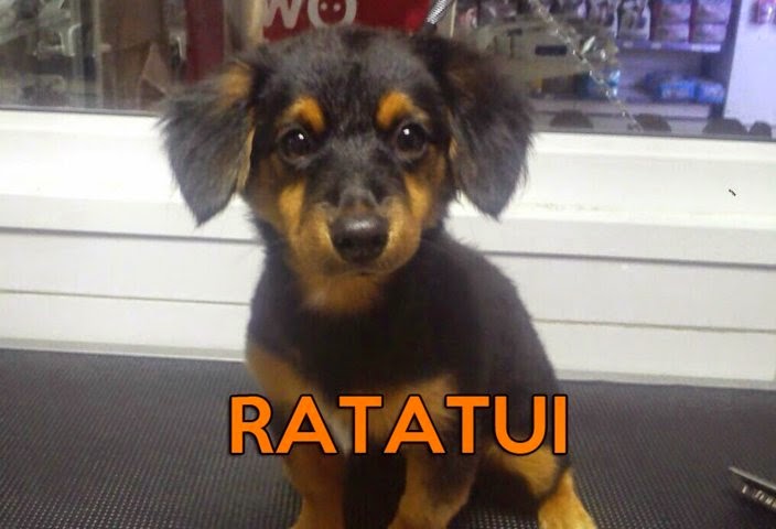 RATATUI. Cachorro cruce de teckel de 6 meses. (PE) RATATUI%2BLOJA%2B(FILEminimizer)