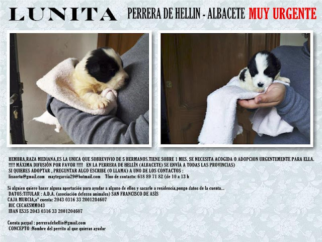 LUNITA. Cachorra d 1 mes de tamaño mediano en Hellin ( Albacete )(PE) LUNITA