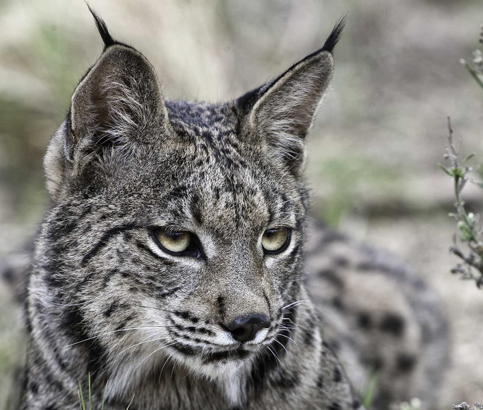 Busco personajes para un libro Lince-iberico