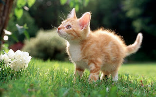 صور قطط جديده ، صور قطط صغيره ، صور قطط منوعه ، صور قطط للتصميم ، قطط ، 2011 ، 2012  Wallcate.com%20%2838%29