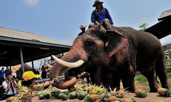 يوم الفيل التايلاندي The Elephant Day. Thailand%2BElephant%2BDay%2BPhotos%2B%25286%2529