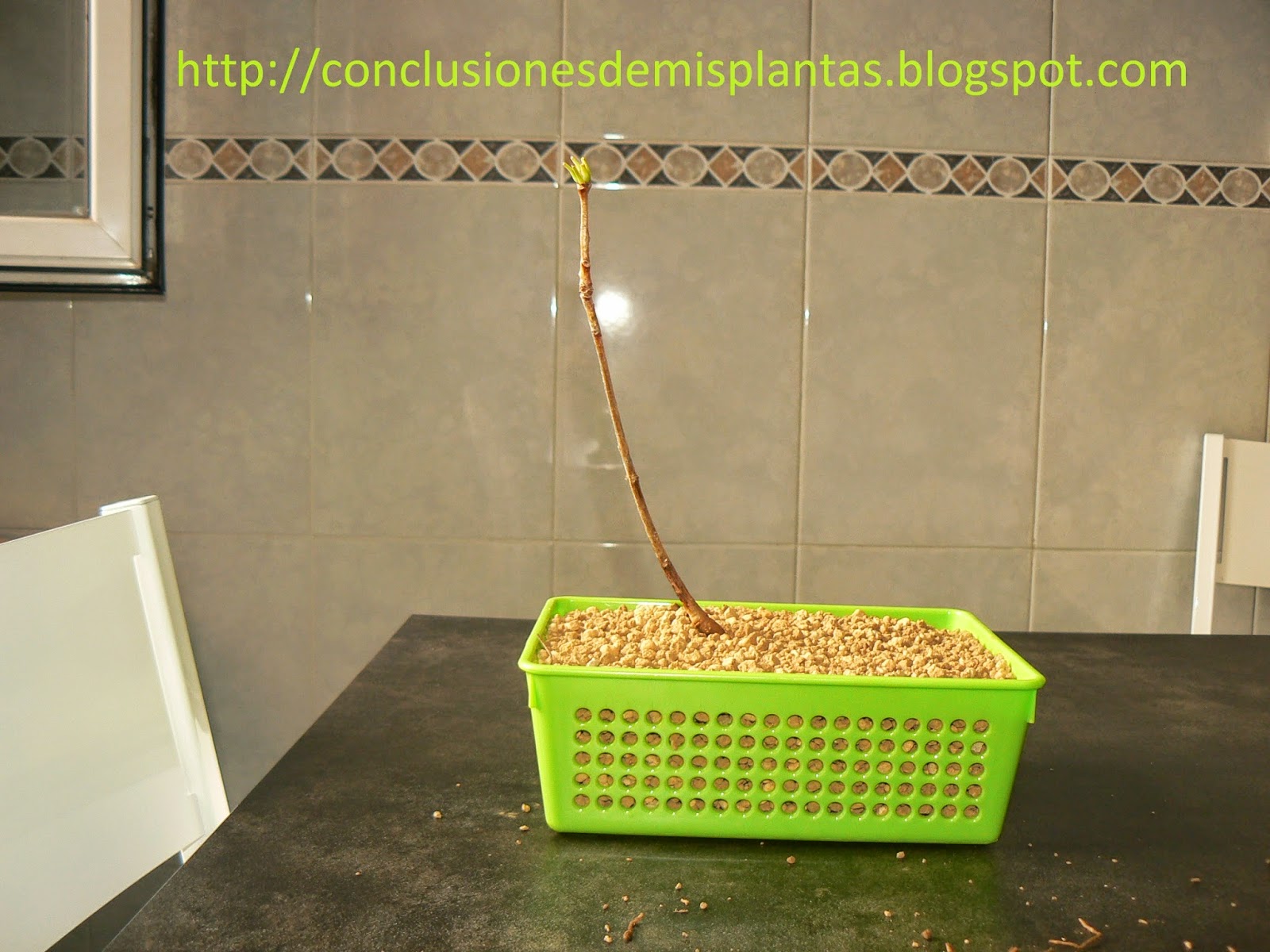 Os presento....mi nuevo kit "Bonsai Zero Ginkgo Biloba" P1190151