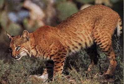 ~Anthros~ Bobcat%2520photo