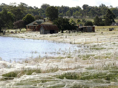 Maltempo ed altre calamità in Australia e dintorni 114009613-ad729837-3d2c-4958-9fbe-10d0adecd56d