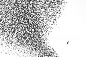 Moria uccelli e pesci e oggetti strani caduti dal cielo - Pagina 4 181652877-cf204b7f-934a-4323-b78e-69db13d6390e