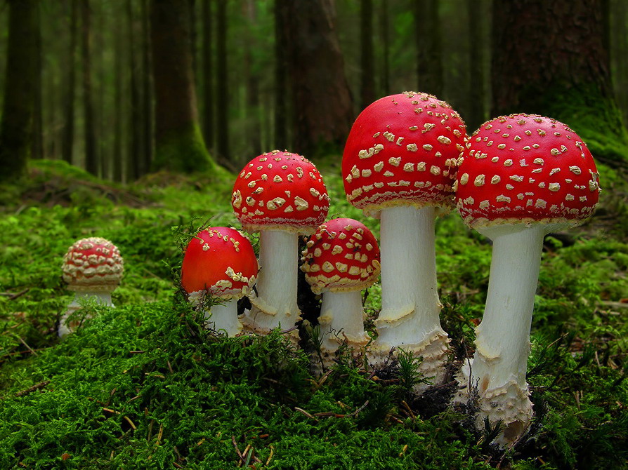 Les eucaryotes et autres mycètes du hippie Mushrooms-amanita-24