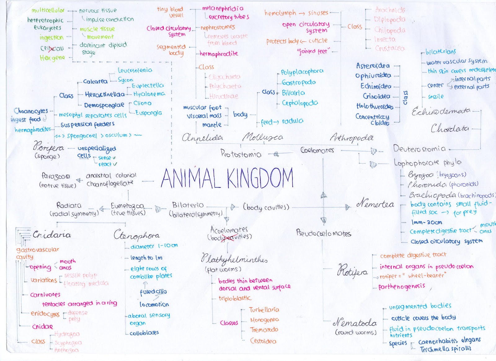 ANIMAL KINGDOM Img025