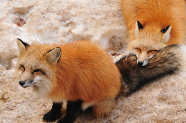 قرية الثعالب فى(اليابان) - صفحة 2 Zao-fox-village-japan-26