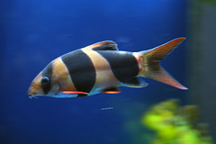 حصرياً ألبوم صور أسماك الزينة النادرة بألوان مذهلة خرافة N4hr_13410220241