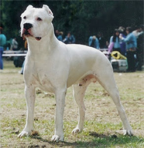 விலையுயர்ந்த நாய்கள் Dogo-argentino-tm