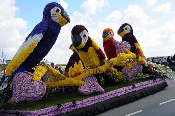 موكب براعم الزهور في هولندا من أجمل الاحتفالات في العالم... Image065-727984