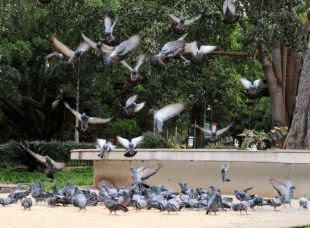 Seguimiento de animales muertos y o migracion de forma masiva , ahora  a NIVEL MUNDIAL!!!! - Página 10 Pigeon