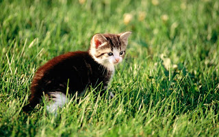صور قطط جديده ، صور قطط صغيره ، صور قطط منوعه ، صور قطط للتصميم ، قطط ، 2011 ، 2012  Wallcate.com%20%2852%29