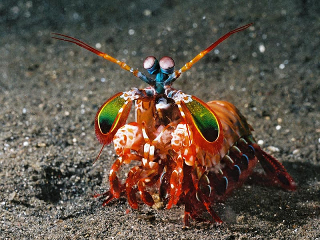 10 اسماك ملونه غريبه في عالم البحار Mantis-Shrimp2