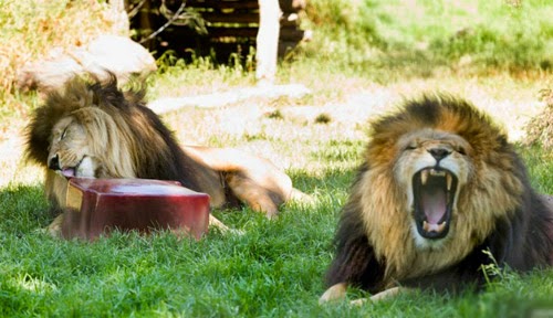 ايسكريم من الدم  Lion-blood-2