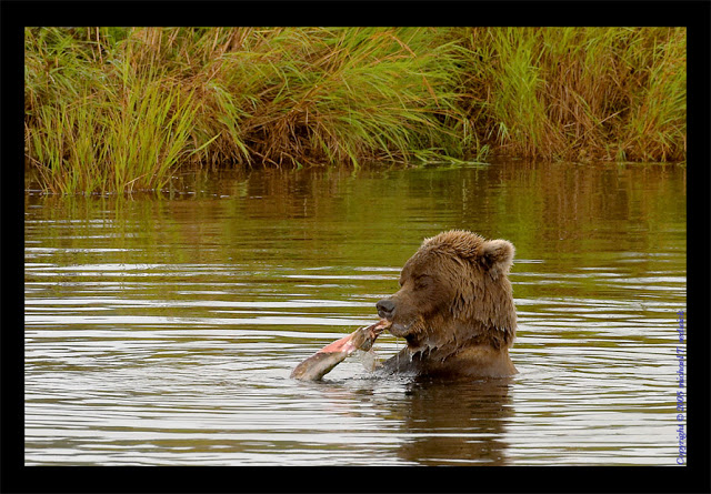 غرائب كاميرا عالم الحيوان  Fishing%20Grizzly%20-%20Alaska