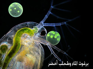 صور غريبة 880_Ralf-Wagner-Entry_19325_waterflea-daphnia_9546-580x435