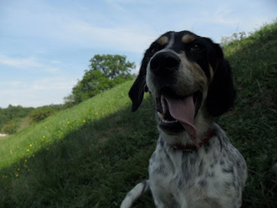 chiot crois setter en FA (47) Filou