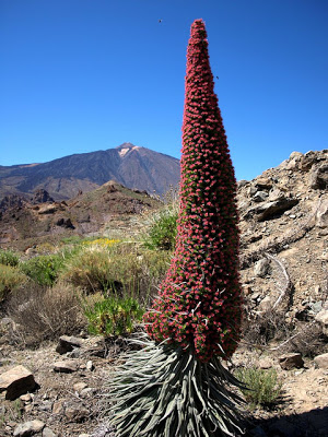 Landscapes of Tenerife Tajinaste2