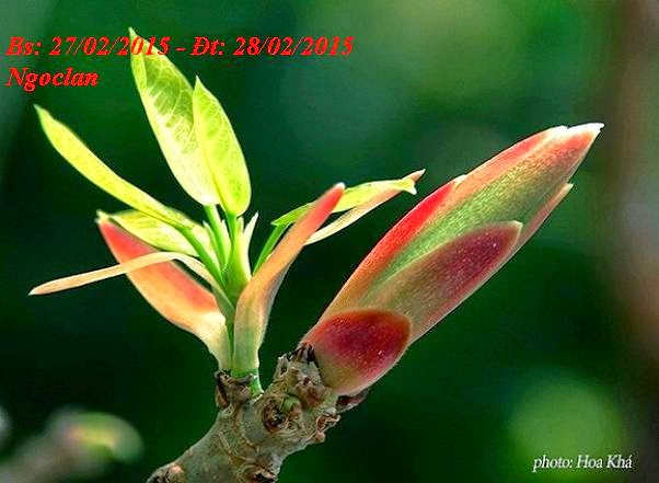  28/02/2015 QUANG CẢNH GIAO MÙA 6%2B%28Copy%29