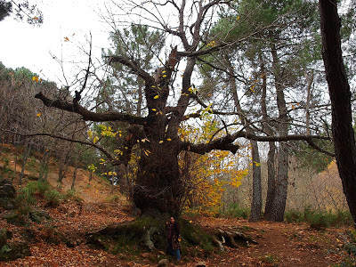 abrazar un arbol re-equilibra nuestras energias PB206170