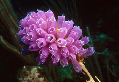 بالصور اكثر اسماك البحار رعبا Seasquirt