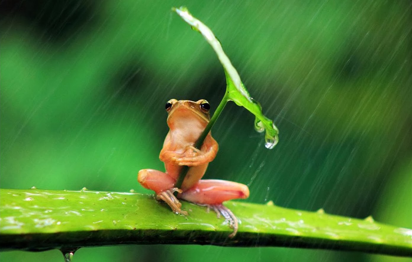 [Jeu] Association d'images - Page 8 Frog-umbrella