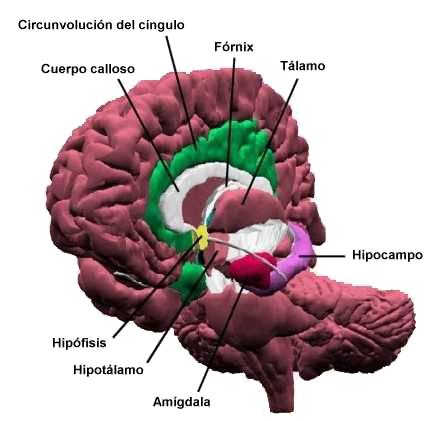 Psicología - Síndrome de Cotard Sistlimbico