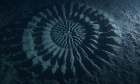 Crop Circke Dibawah Laut Underwater-mystery-circle-6