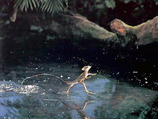 سحلية البازيليسق ( Basiliscus basiliscus ) Vfv