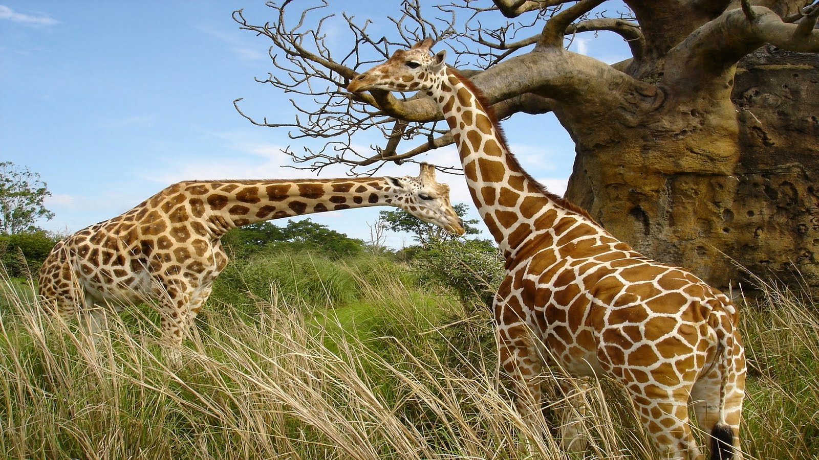 Lo bello de lo salvaje - Página 3 Animales-Salvajes-girafas_01