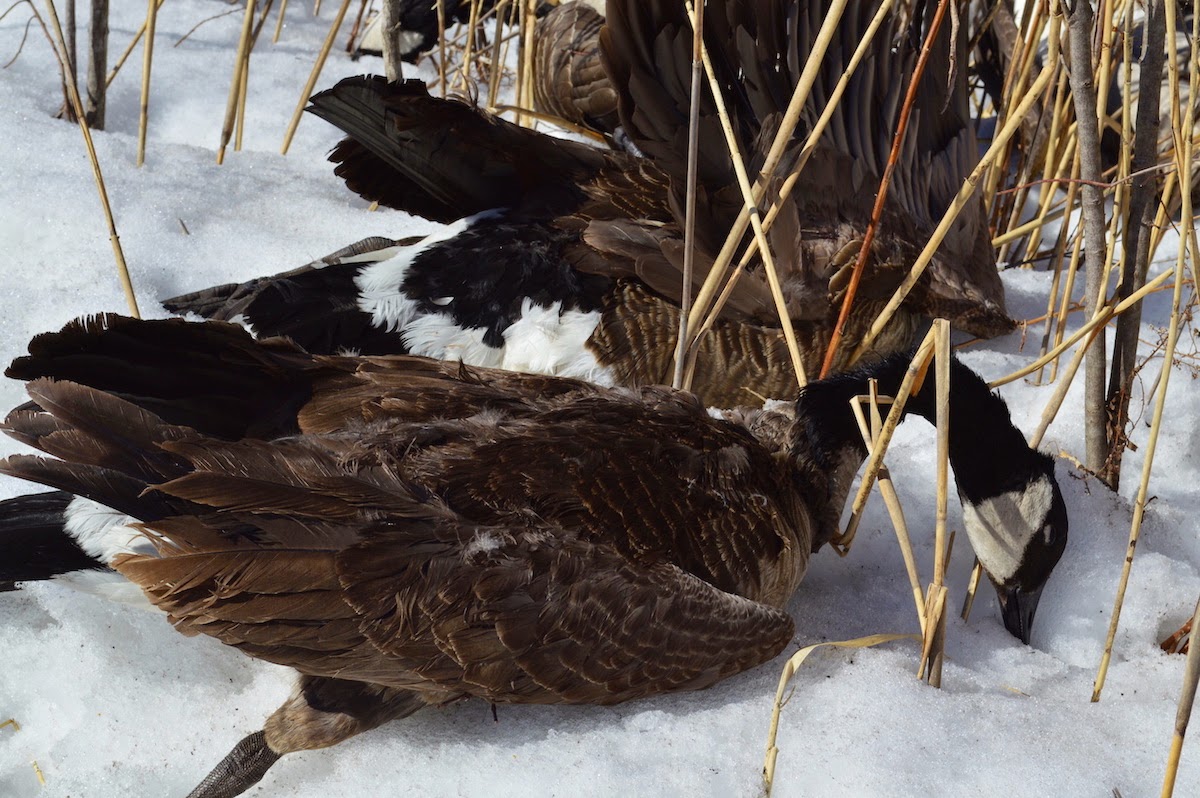 USA, Idaho: Des milliers d'oies des neiges tombent raides mortes en plein vol Geese-dead