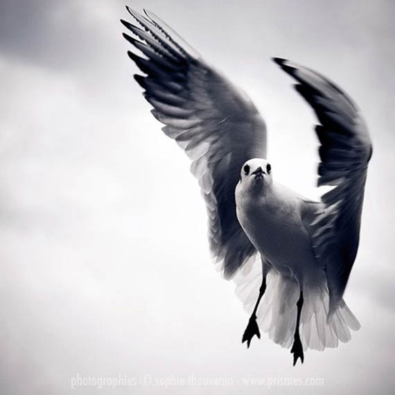 اجمل صور الطيور روعه Bird_photography_05