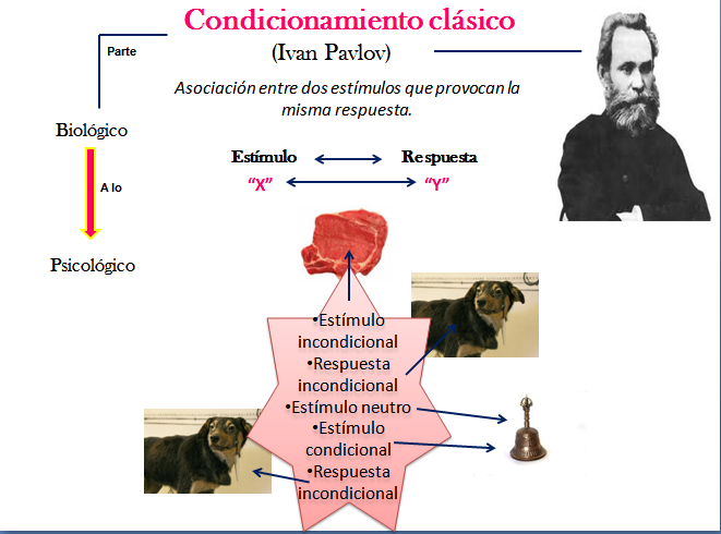 DIDACTICA: TEORÍAS DEL APRENDIZAJE: PAVLOV. EXPOSICIÓN EQUIPO 1 Captura