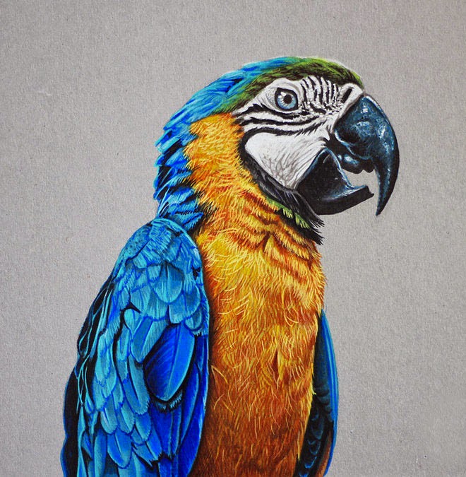  ◦˚ღ ســـجل حضــورك بــلوحه فنية ღ˚◦ - صفحة 98 8-macaw-realistic-drawing-by-marcello-barenghi